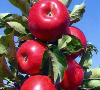 Amasya – Elma Fidanı