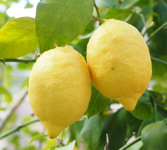 Enterdonat – Limon Fidanı