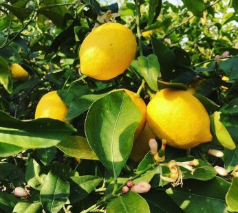 Yediveren – Limon Fidanı