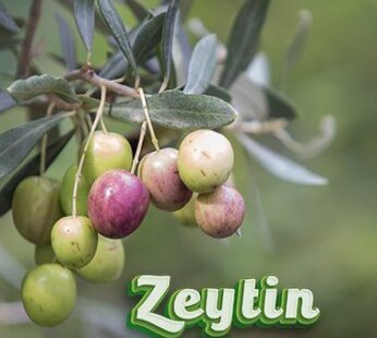 Arbequına (Bodur) Zeytin Fidanı